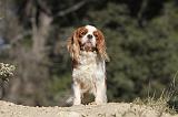 CAVALIER KING CHARLES 284